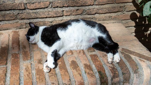 4 gato dormidito 1 de 1