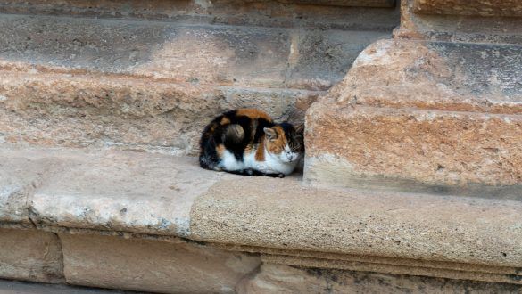 gato tumbado min