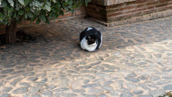 gato tumbado2 min