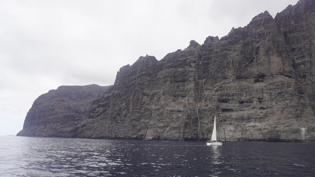 Ver delfines en Tenerife