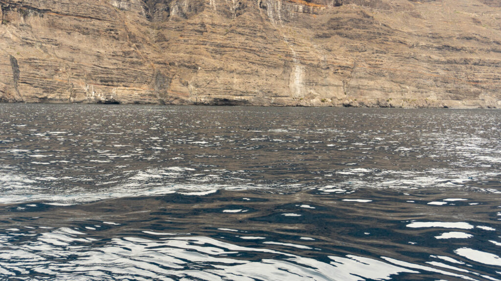 delfines 1