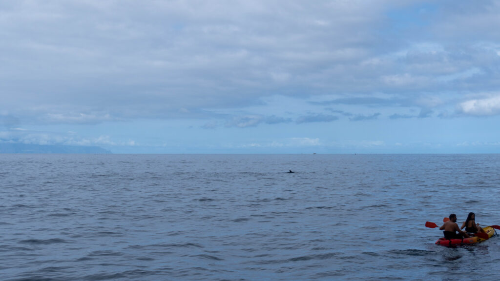 delfines 2
