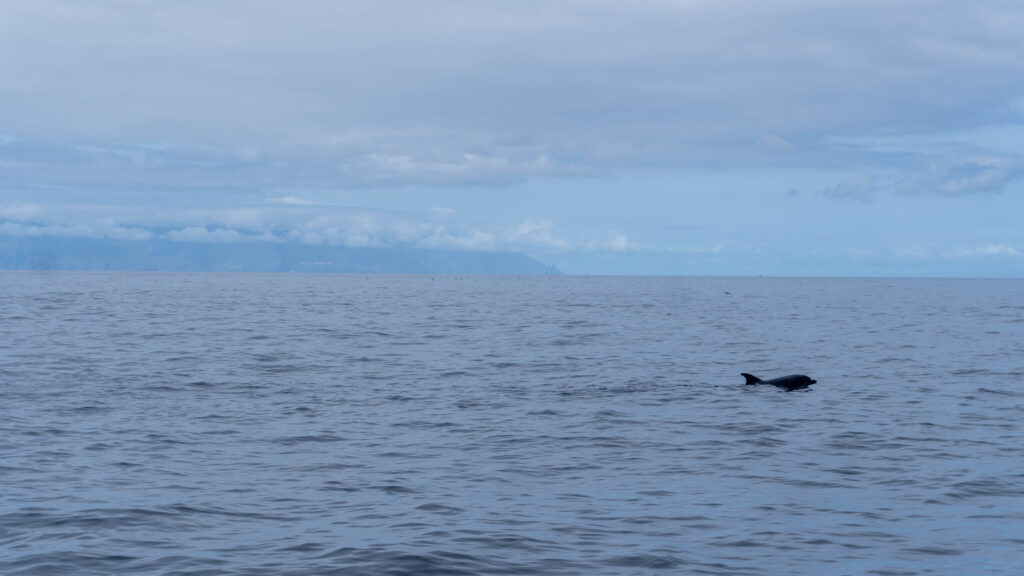 delfines 3