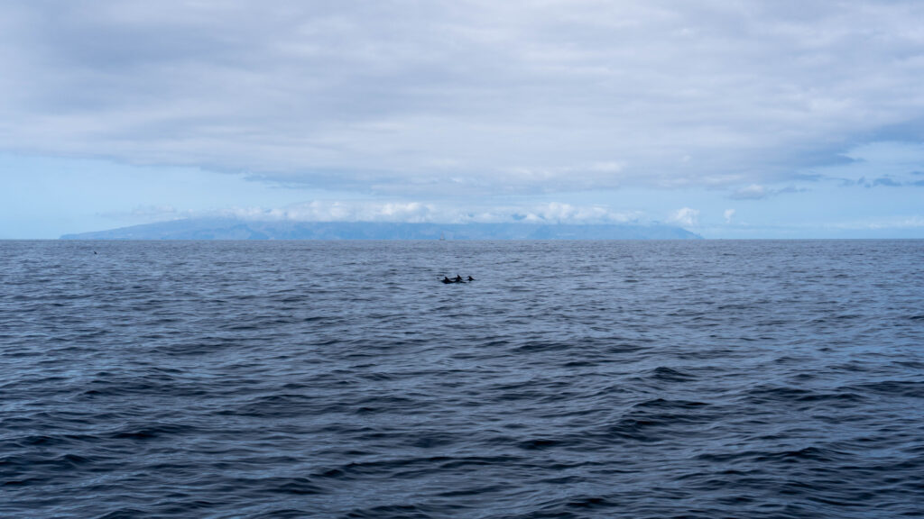 delfines 5