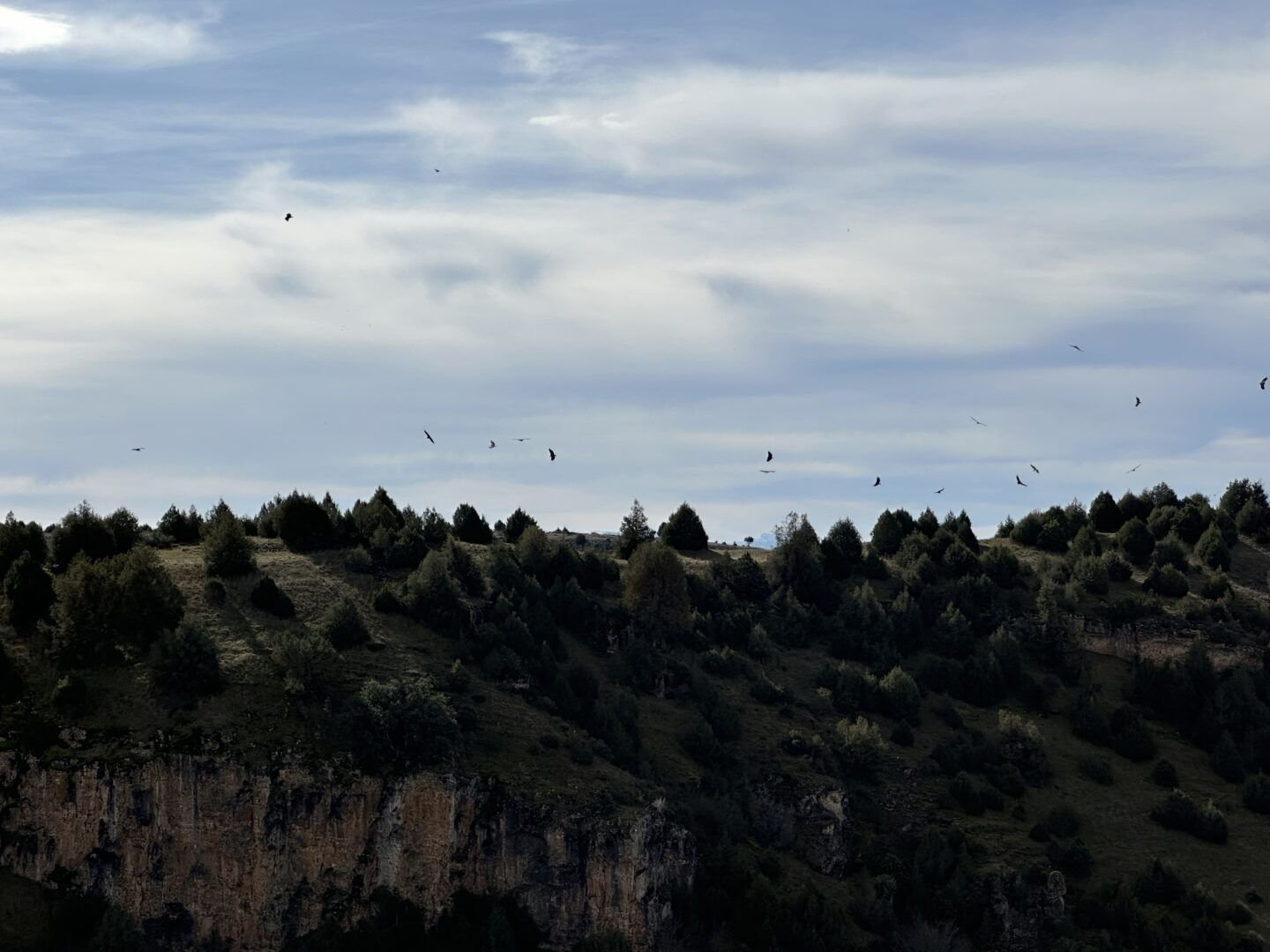 Buitres en las Hoces del Duratón, Sepúlveda