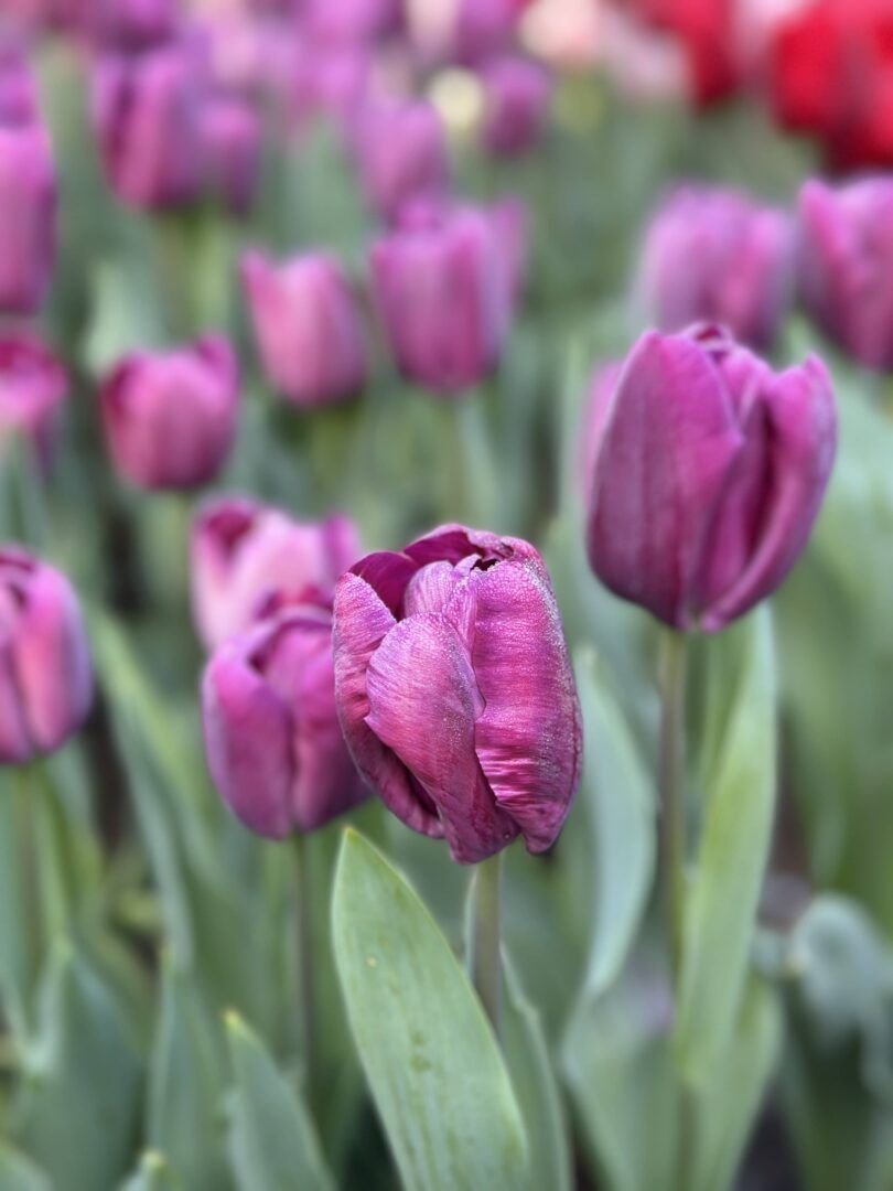 keukenhof Países Bajos