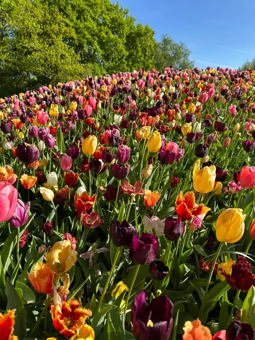 mosaico entrada keukenhof
