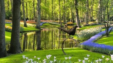 riachuelo flores keukenhof