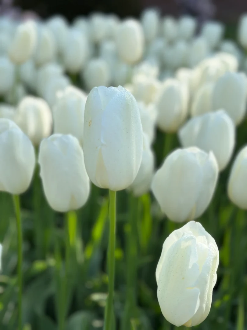 tulipanes blancos