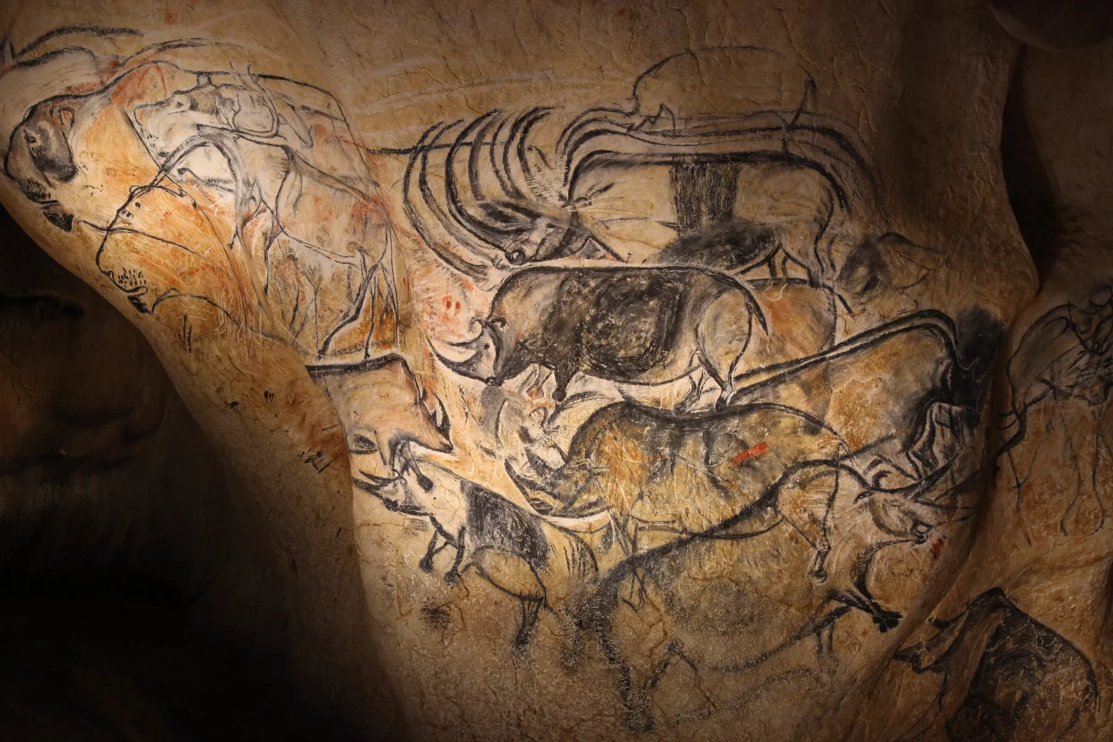 Les rhinos tres presents dans la caverne© Patrick Aventurier Grotte Chauvet 2 Ardeche