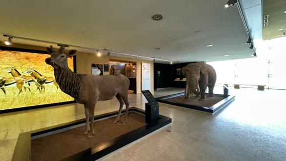 interior mupac animales prehistoricos