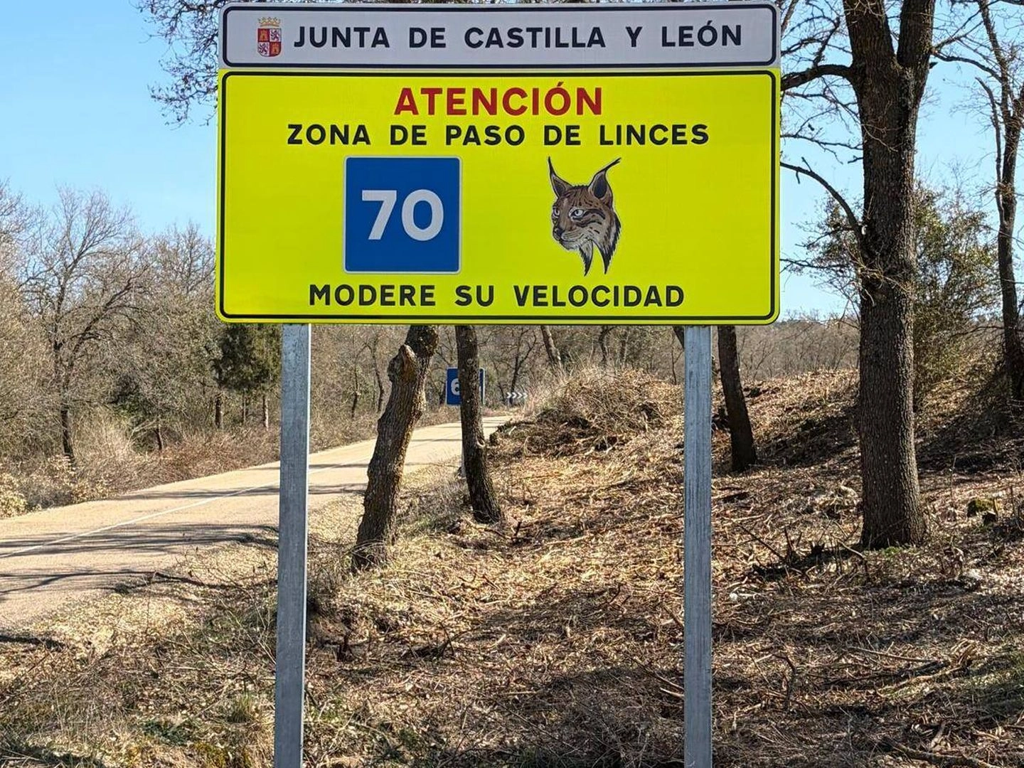 linces