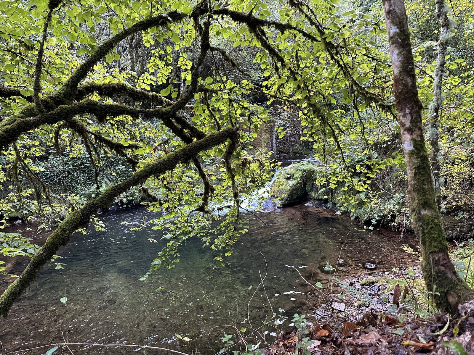 bosque de Muniellos, Asturias